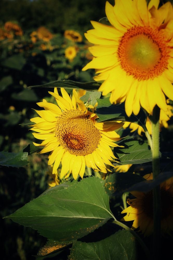 Photograph by АЛЛА ТАРАСЕНКО