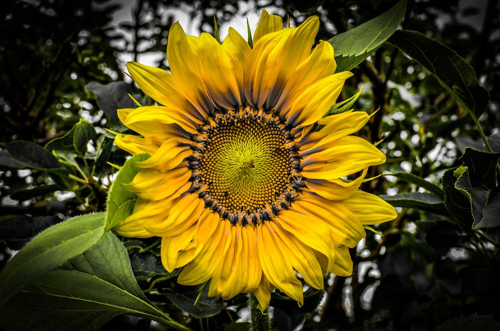 Photograph by Глухарев Сергей