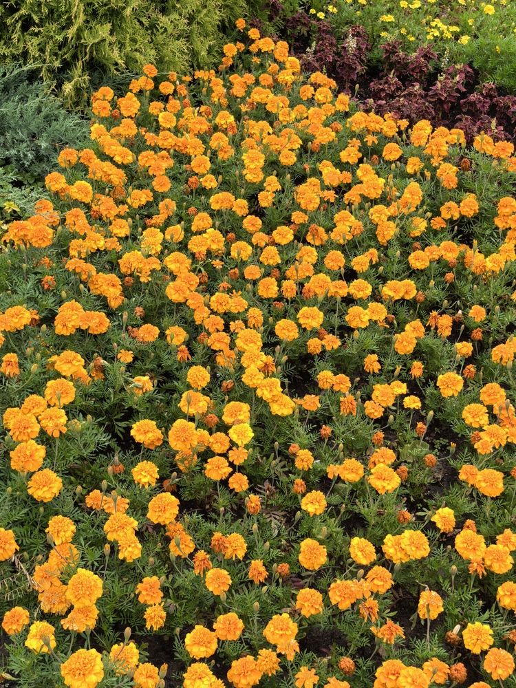 Фотография автора Александр Сипаров