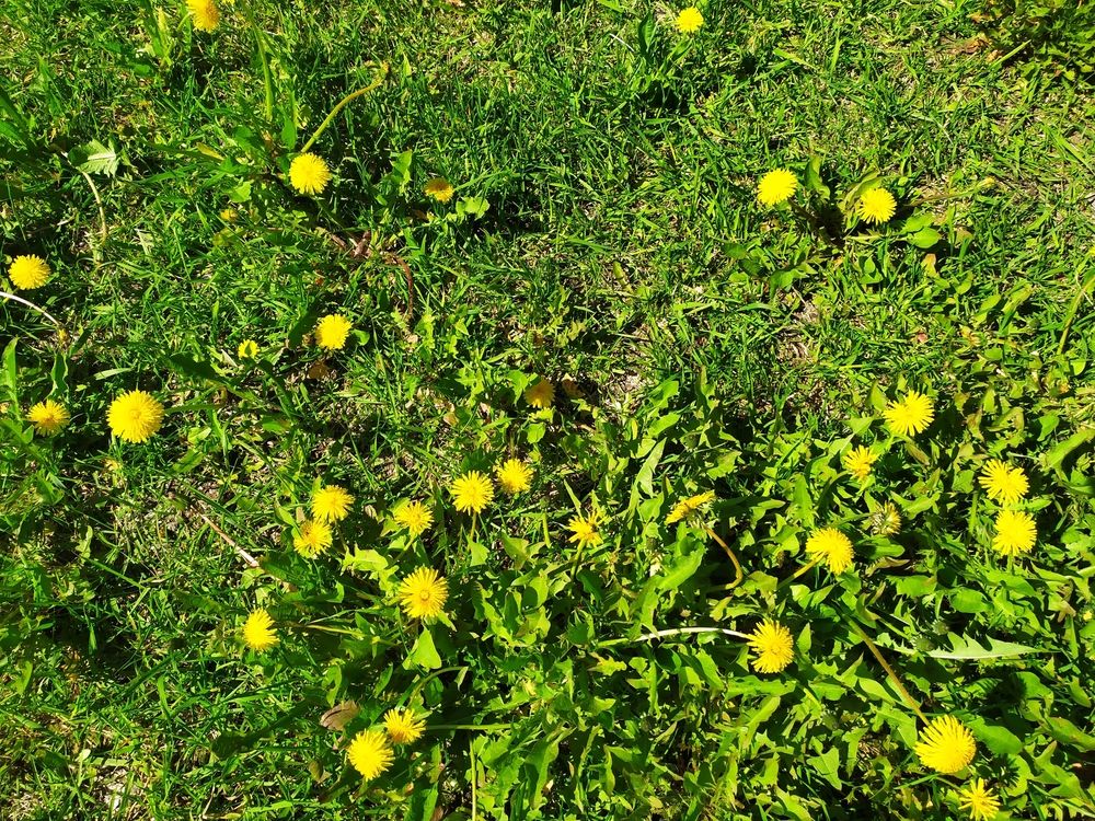 Photograph by Лидия Дорошина