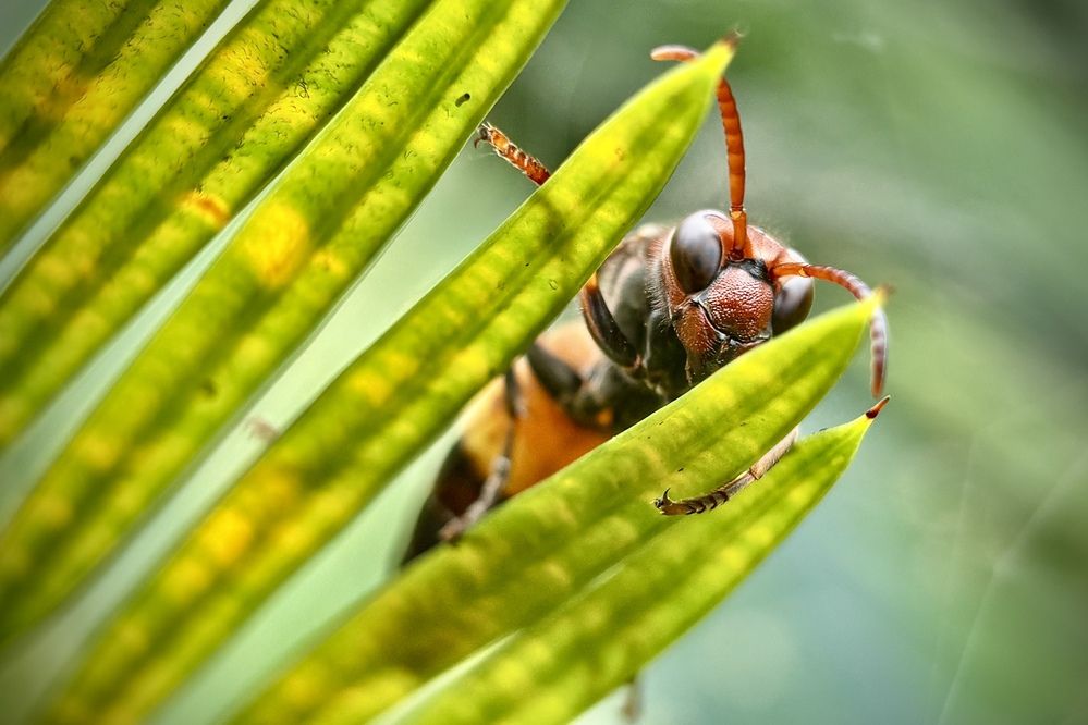 Фотография автора BIPLAB MISRA