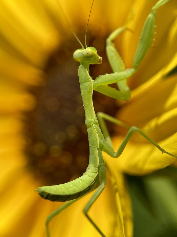 Фотография автора BIPLAB MISRA