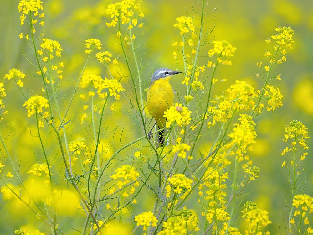 Photograph by vladilenoff