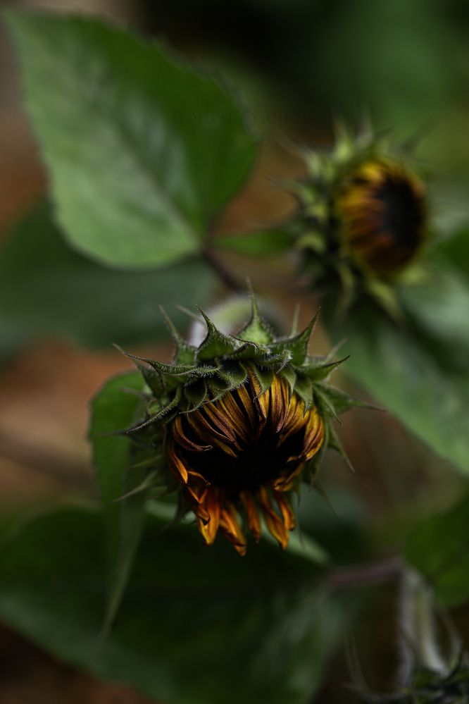 Photograph by Елена Одынец