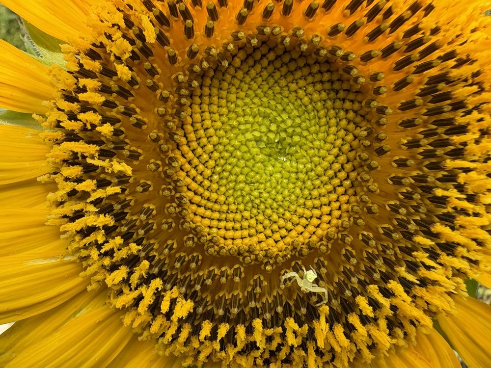 Фотография автора BIPLAB MISRA