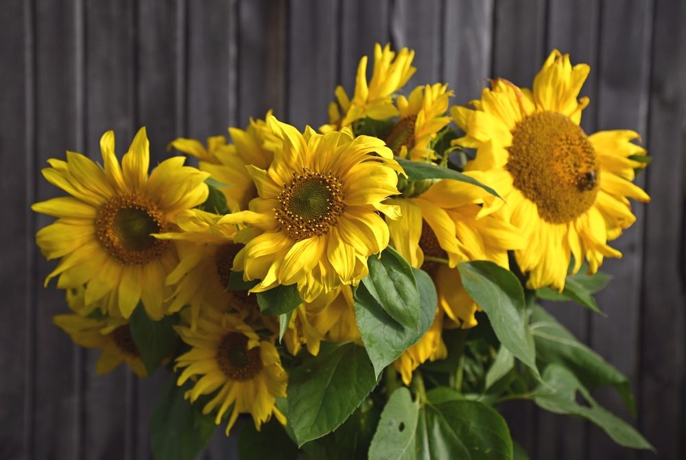 Photograph by Галина Патрушева