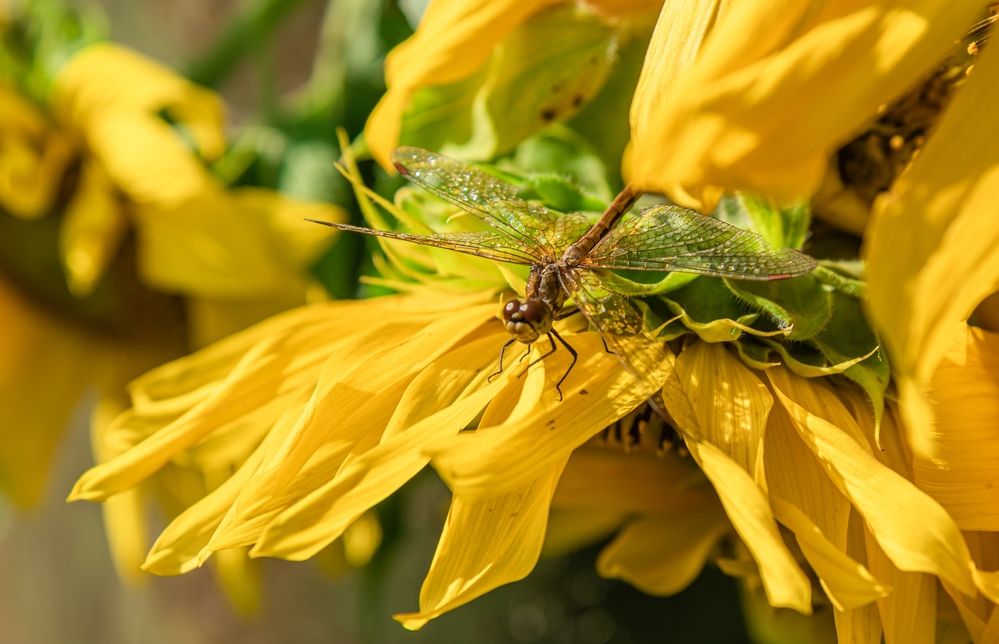 Photograph by Галина Патрушева