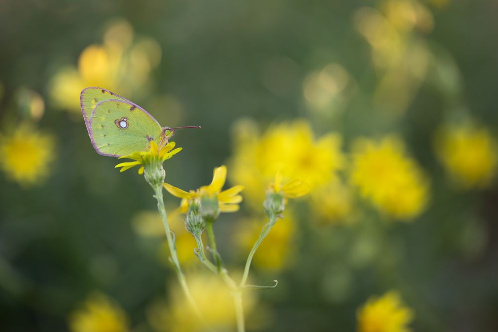 Photograph by Sara Jazbar