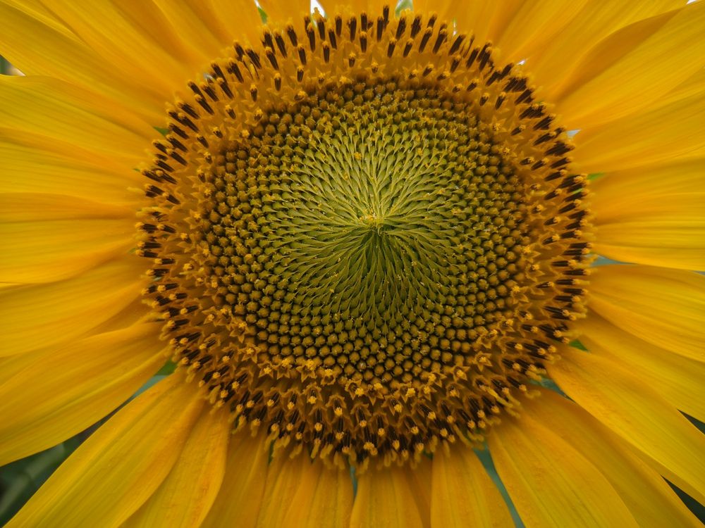 Photograph by Vijayakumar