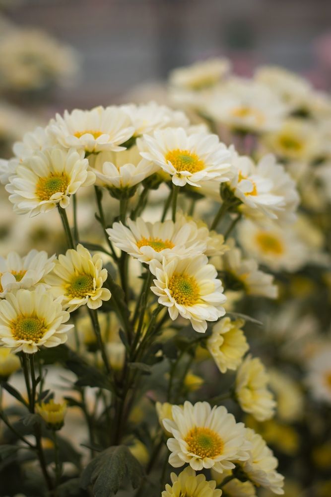 Photograph by Надежда Виденина