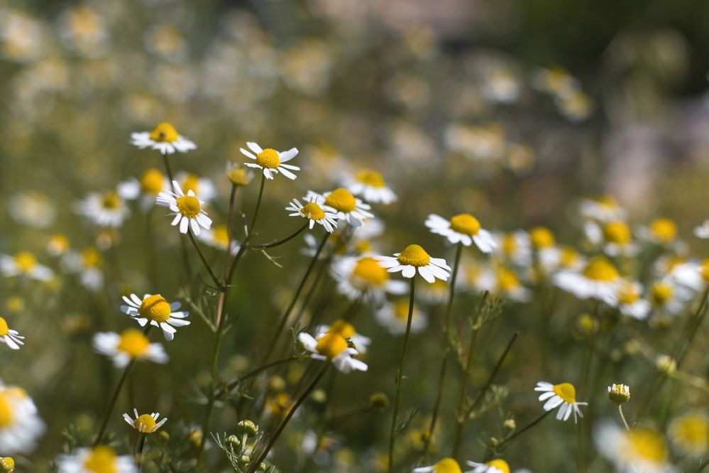 Photograph by Надежда Виденина