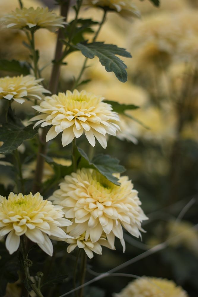 Photograph by Надежда Виденина