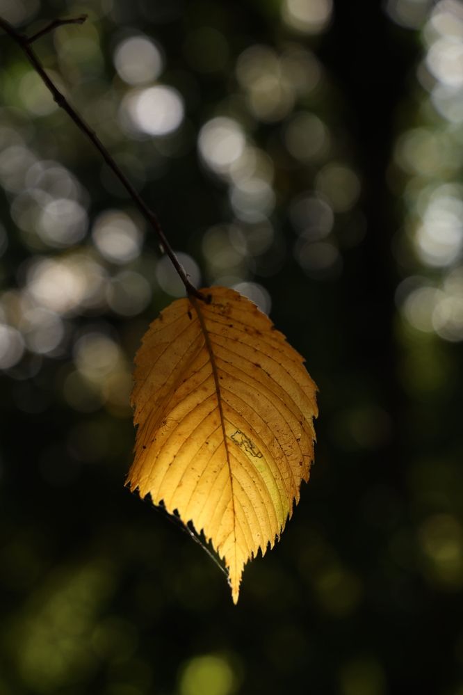 Photograph by Марина Иванникова