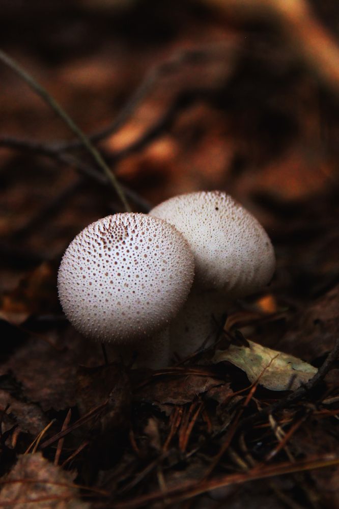 Photograph by Полина Овчинникова