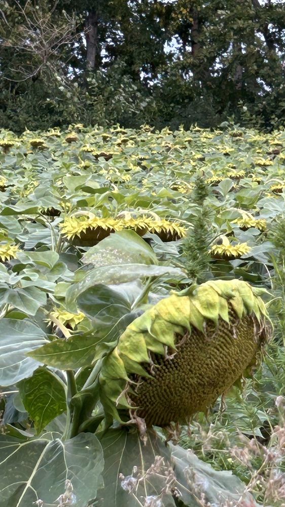 Photograph by Амирова Анар