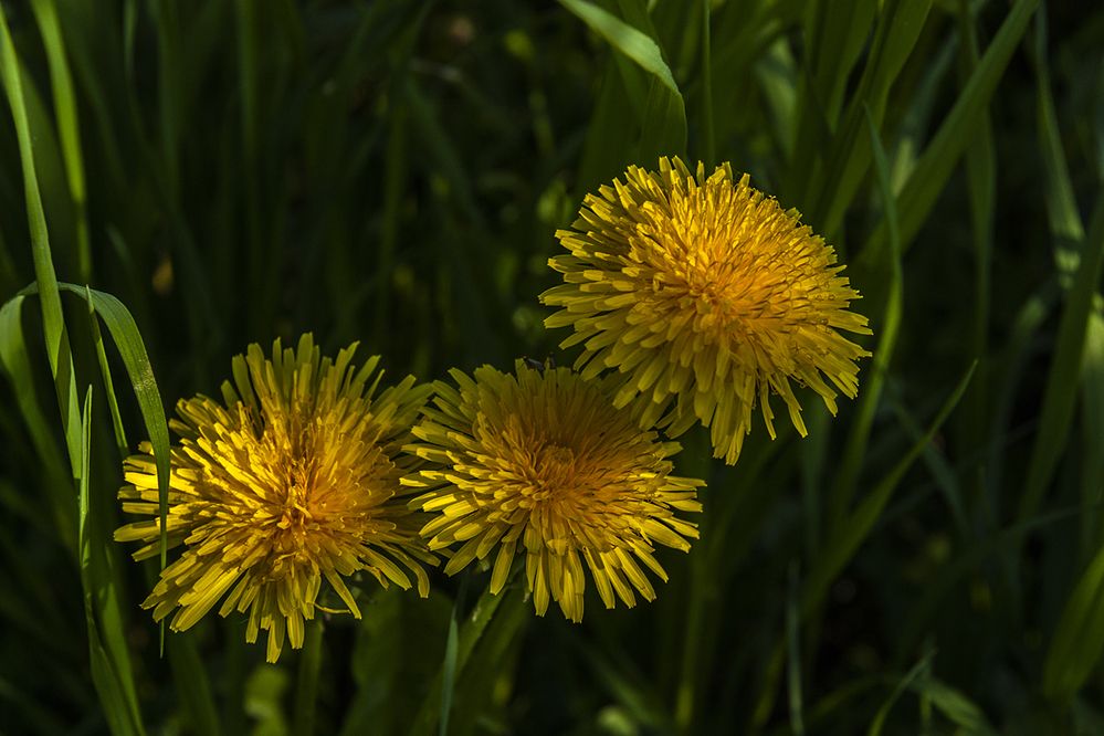 Photograph by Николай Кузьмин