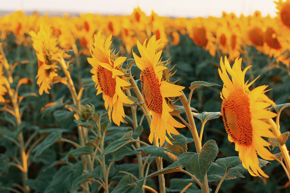 Photograph by Светлана Инькова