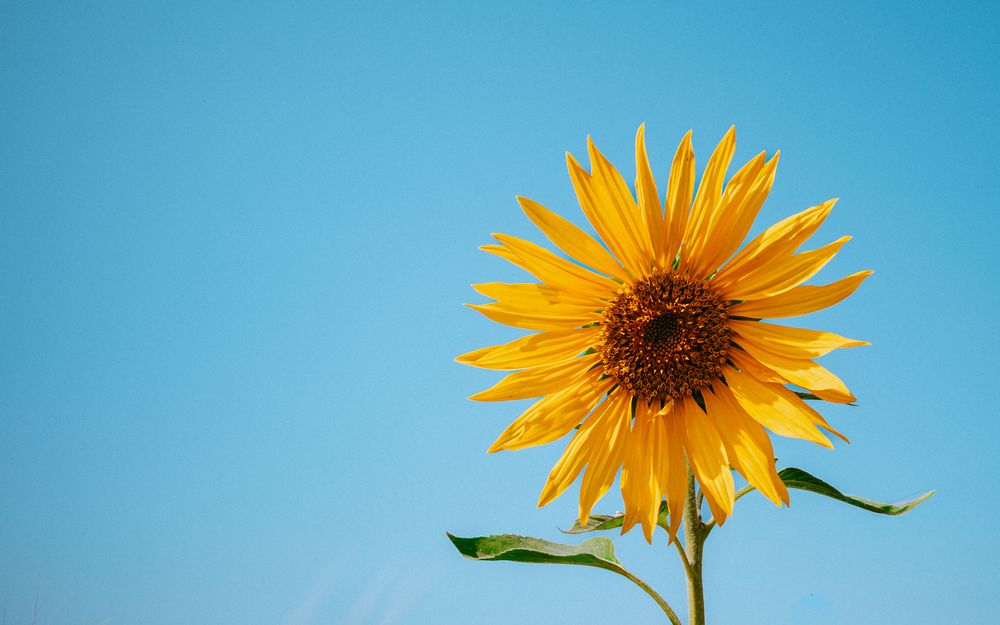 Photograph by Kareem Abo el magd