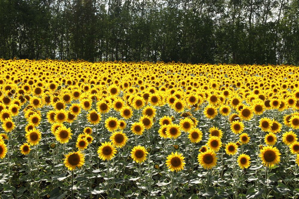 Photograph by Сергей Христинич