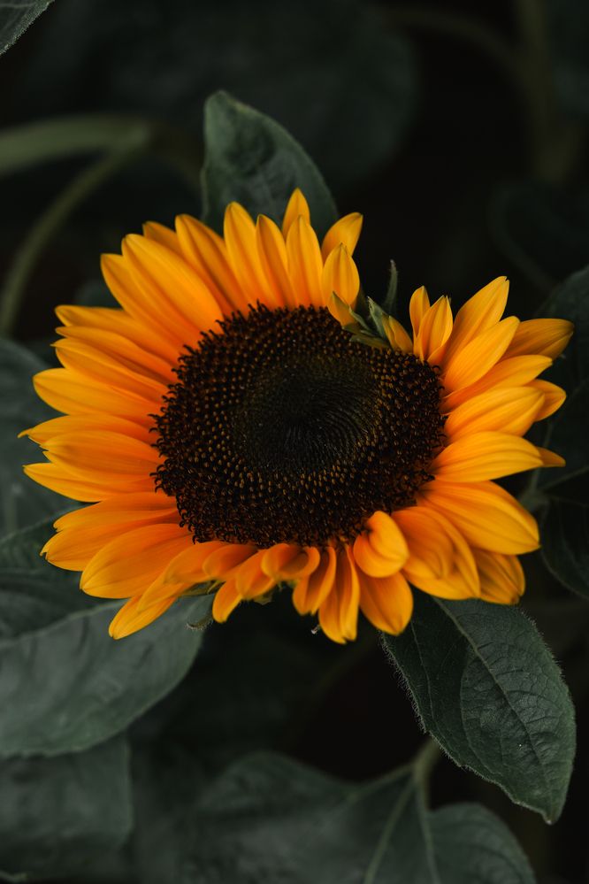 Фотография автора Zhenia Vladimirova