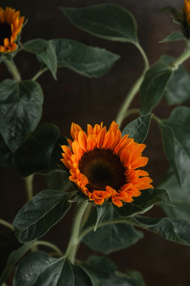 Фотография автора Zhenia Vladimirova