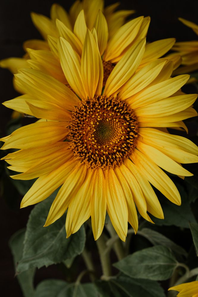 Фотография автора Zhenia Vladimirova