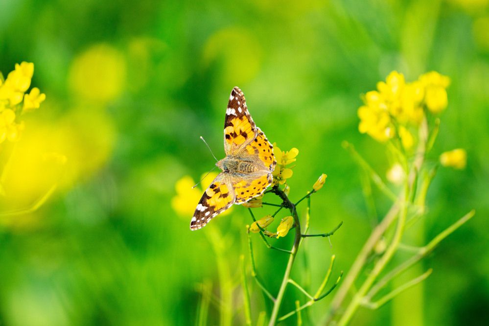 Photograph by Leslee Jayachandran