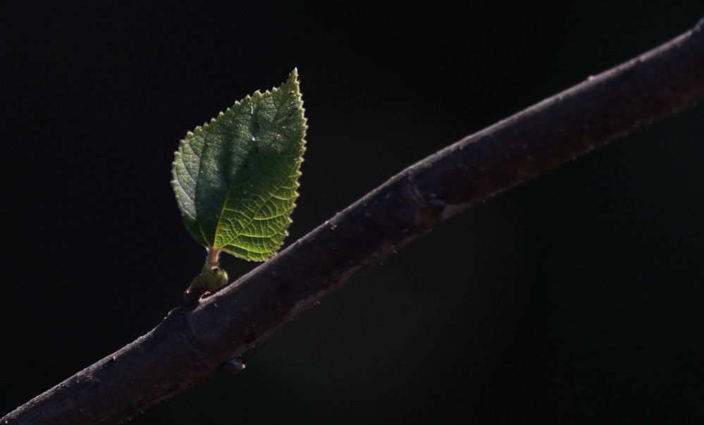 Фотография автора MITHUN KUMAR