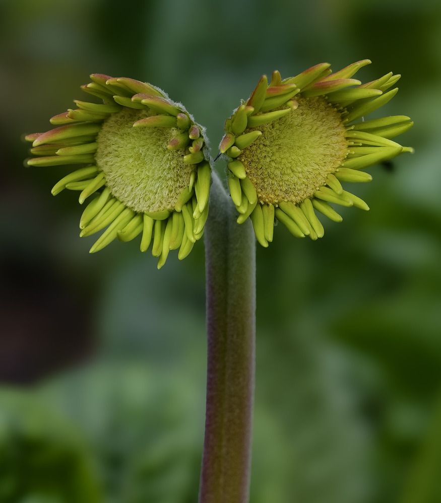 Фотография автора MITHUN KUMAR