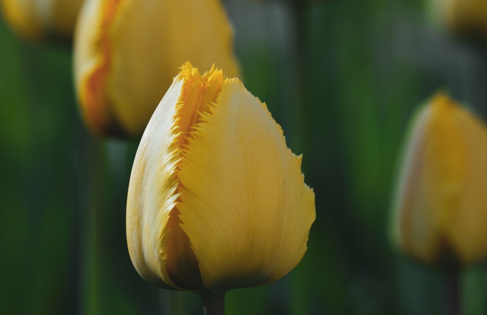 Photograph by Olga Mendosa