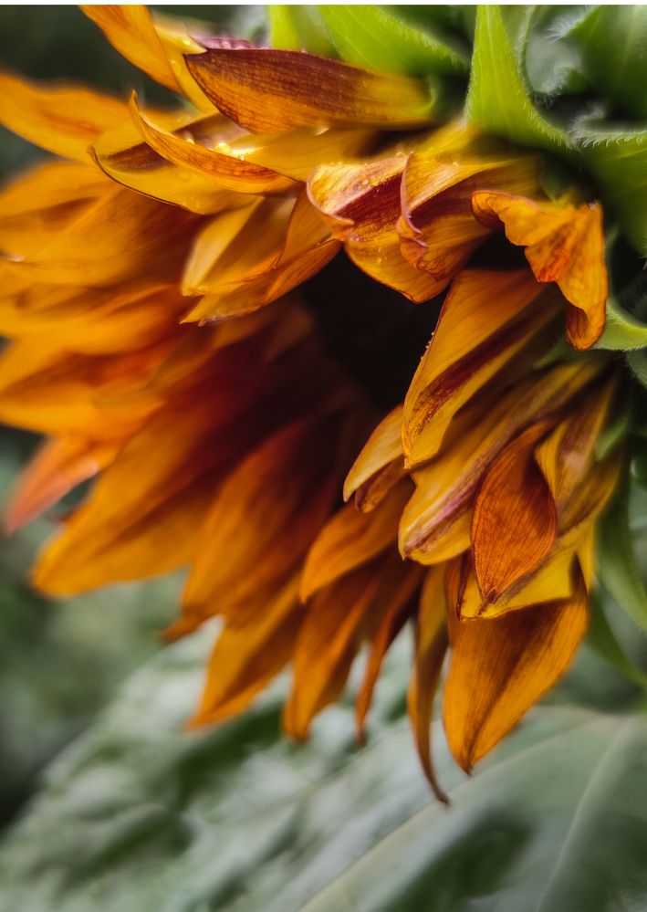 Фотография автора Наталья Силантьева