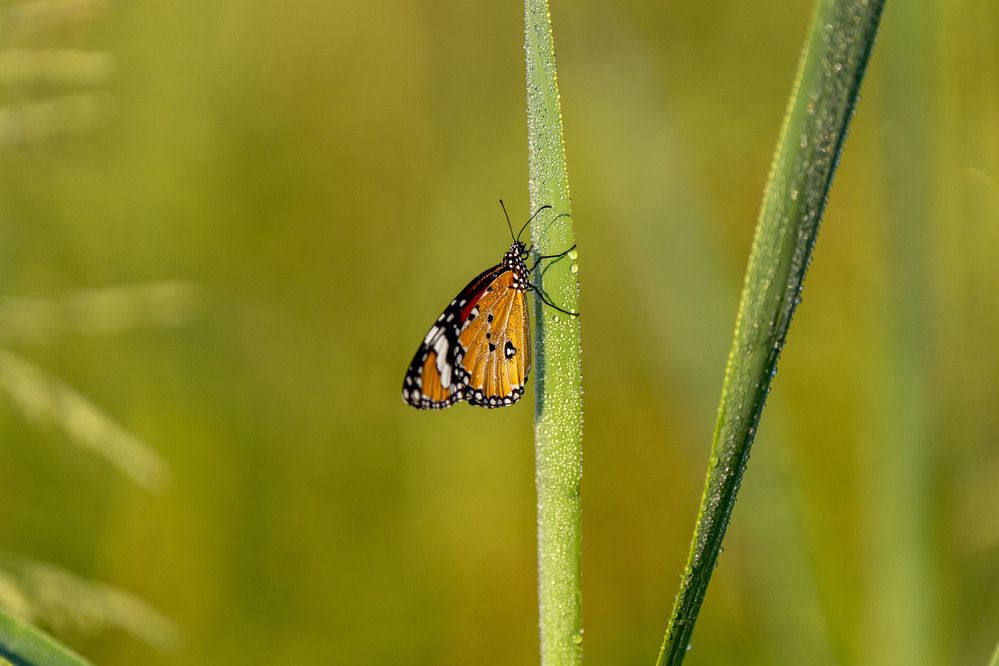 Photograph by Leslee Jayachandran