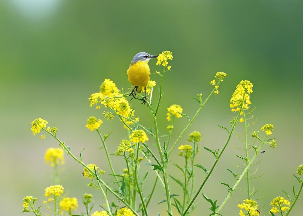 Photograph by vladilenoff