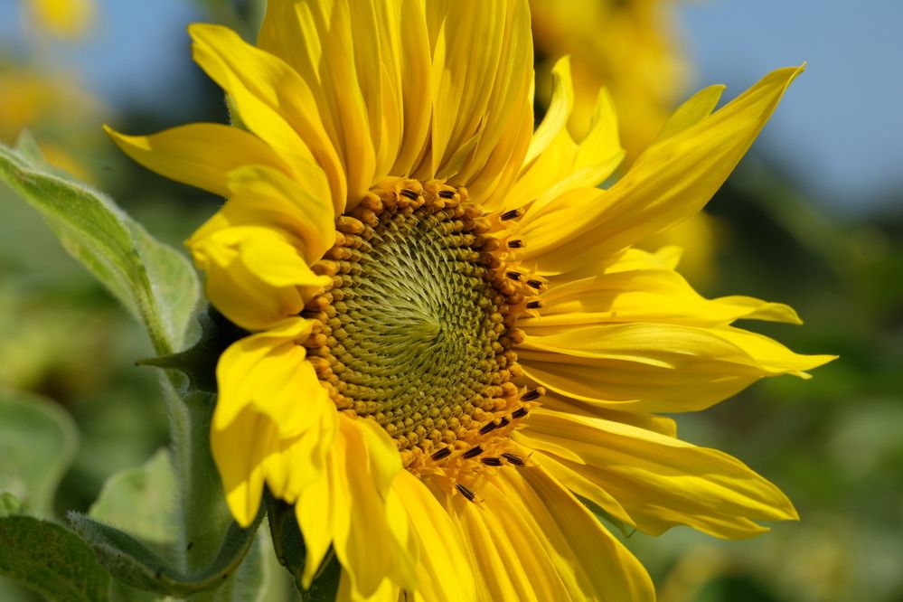 Фотография автора Наталья Липовская