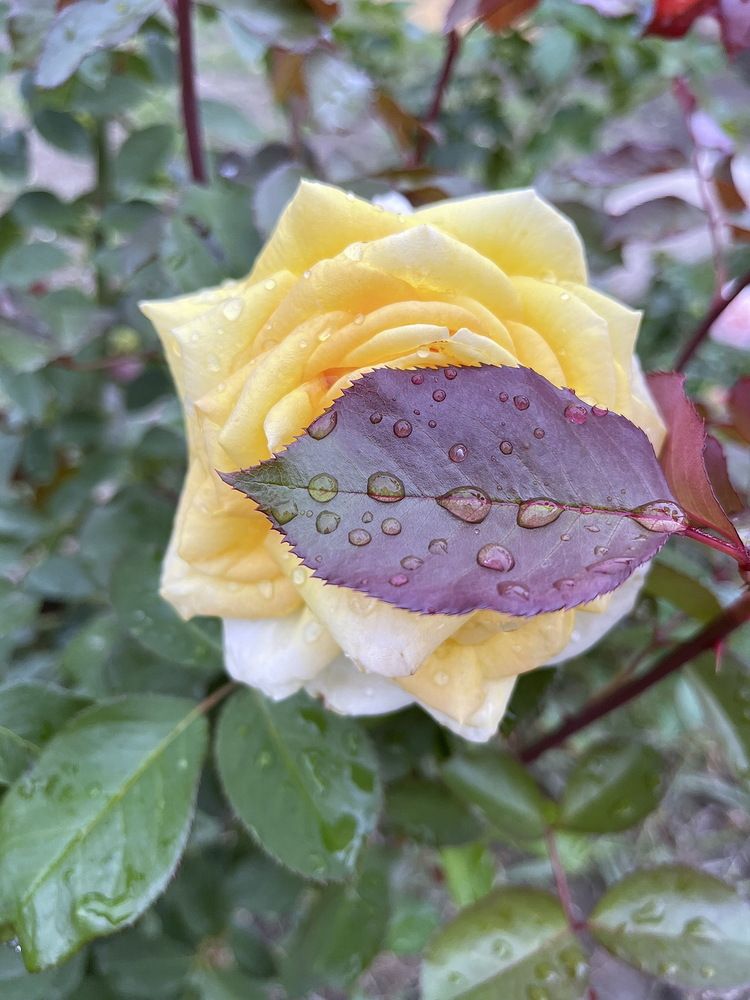 Photograph by Анатолий Протасов