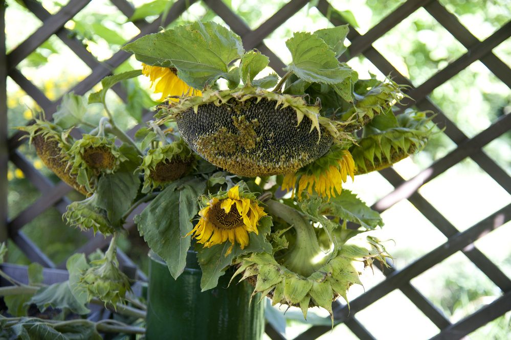 Photograph by Tatiana Troitskaya