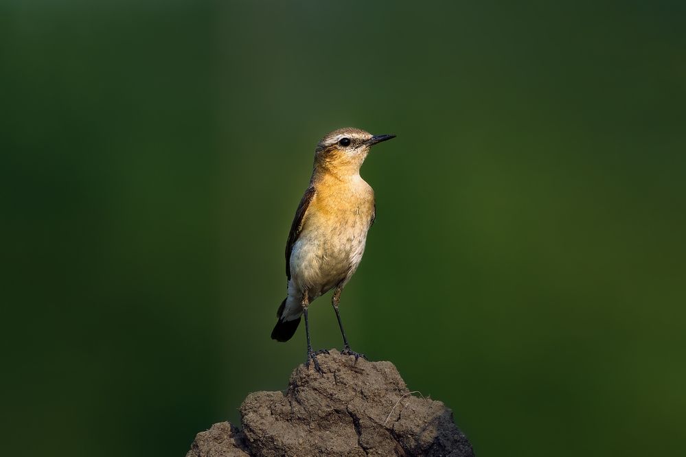 Photograph by Александр Перегудов