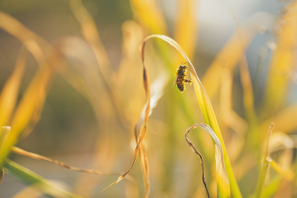 Фотография автора Николай Гришин