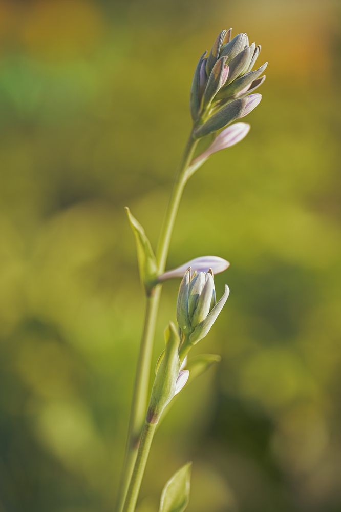 Фотография автора Николай Гришин