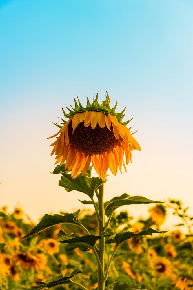 Photograph by Arvin Azs