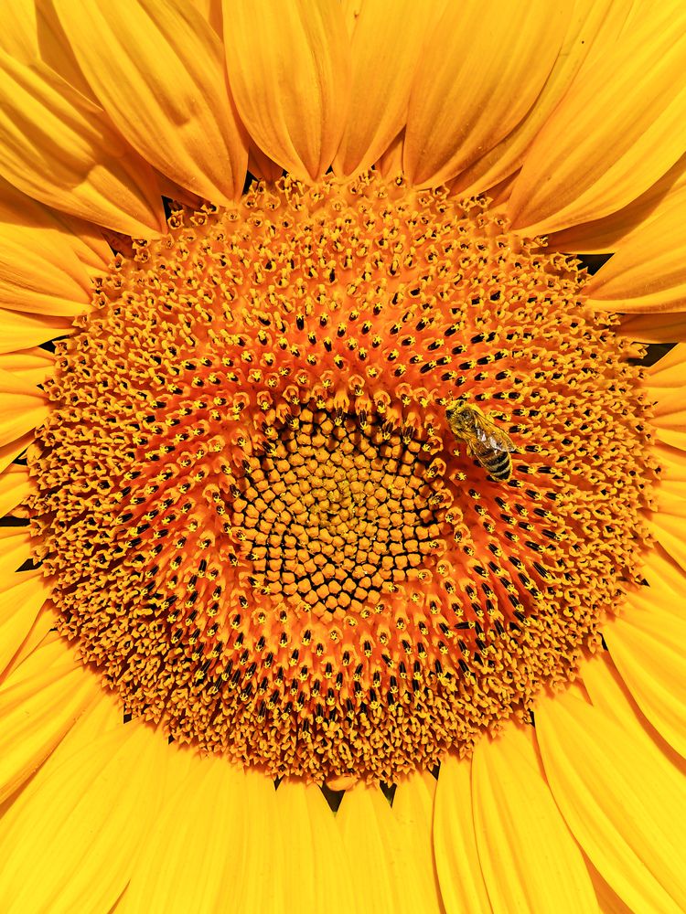 Photograph by Grădinaru Catalin