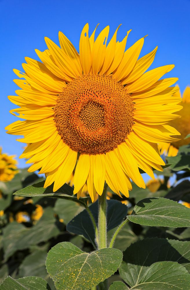 Photograph by Grădinaru Catalin