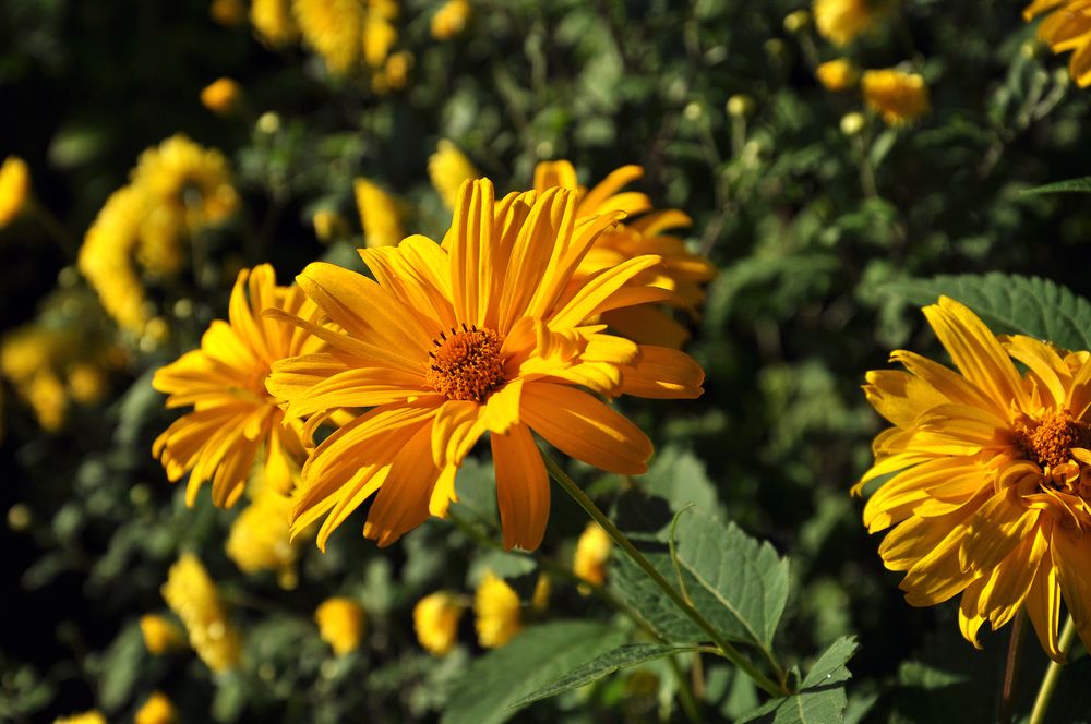 Photograph by Людмила Низова