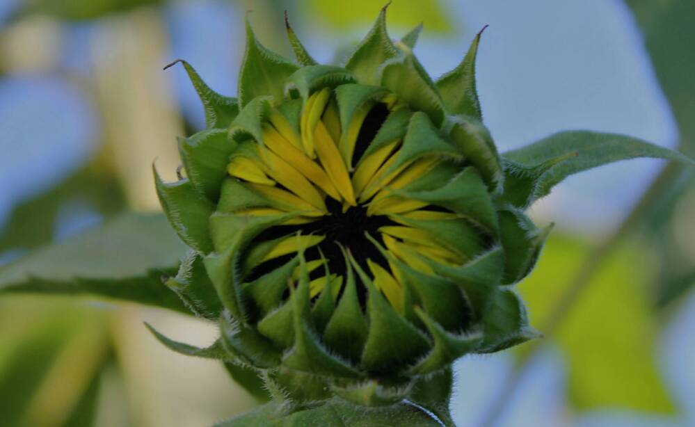 Photograph by Francisco Ferreira