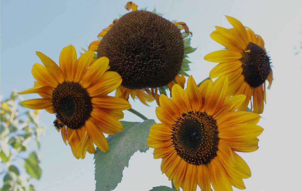 Photograph by Francisco Ferreira