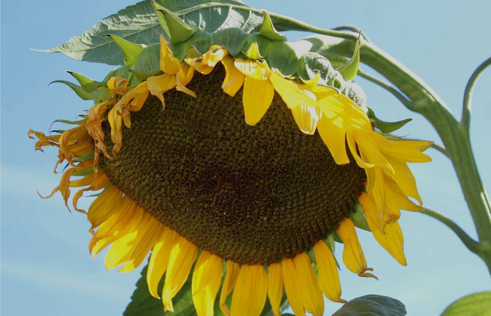 Photograph by Francisco Ferreira