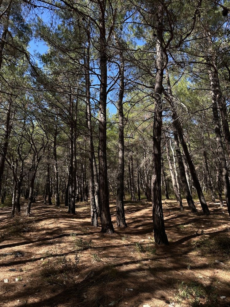 Photograph by Светлана Ионова