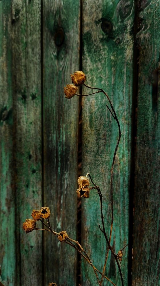 Photograph by Елена Гостева