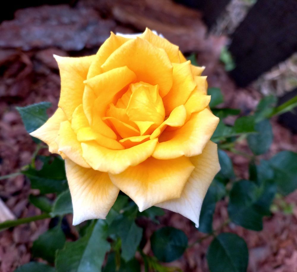 Photograph by Светлана Крон