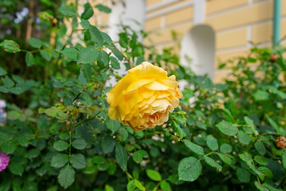 Photograph by Alex P